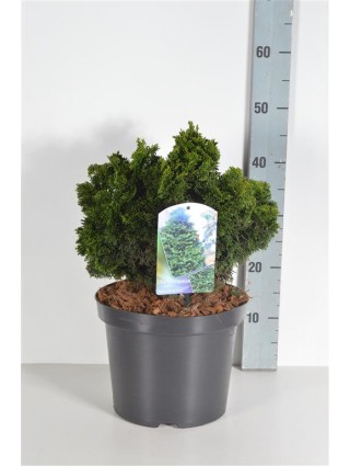 Puskiparisis bukasis (Lot Chamaecyparis o.) 'Nana Gracilis' C7,5/P26 25-30 CM-PUSKIPARISIAI-SPYGLIUOČIAI