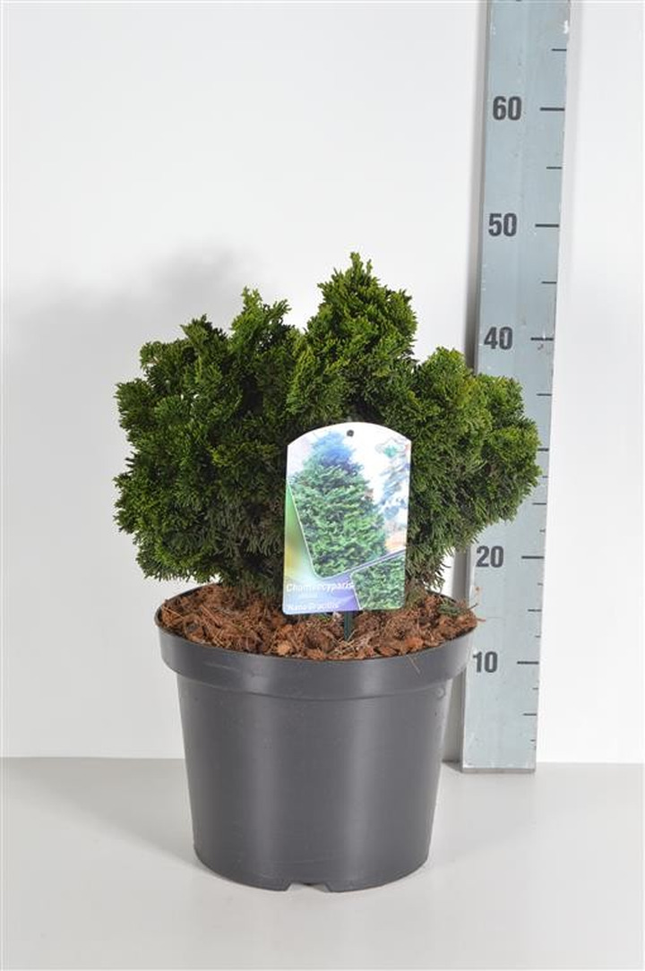 Puskiparisis bukasis (Lot Chamaecyparis o.) 'Nana Gracilis' C7,5/P26 25-30 CM-PUSKIPARISIAI-SPYGLIUOČIAI