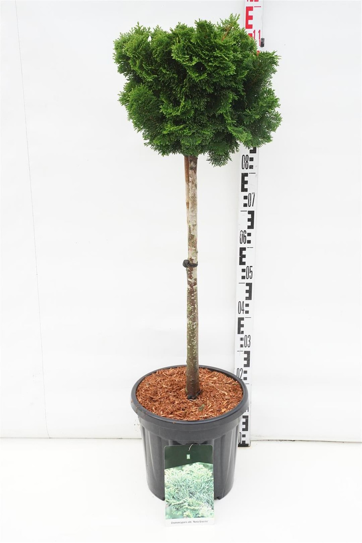 Puskiparisis bukasis (Lot Chamaecyparis o.) 'Nana Gracilis' C15 KOTAS 60 CM-PUSKIPARISIAI-SPYGLIUOČIAI