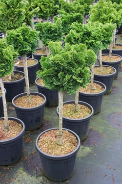 Puskiparisis bukasis (Lot Chamaecyparis o.) 'Nana Gracilis' C15 STIEBAS 60 CM - nuotrauka 2
