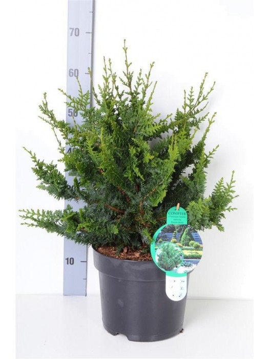Puskiparisis bukasis (Lot Chamaecyparis o.) 'Teddy Bear' C7,5/P26 40-50 CM-PUSKIPARISIAI-SPYGLIUOČIAI