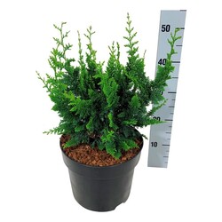 Puskiparisis bukasis (Lot Chamaecyparis o.) 'Teddy Bear' C7,5/P26 30-40 CM - nuotrauka 2