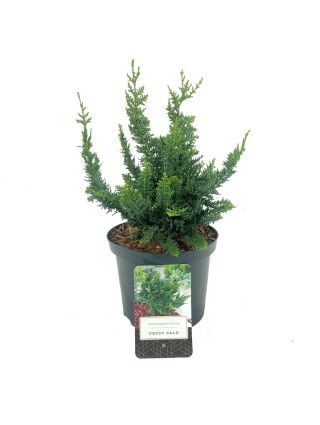 Puskiparisis bukasis (Lot Chamaecyparis o.) 'Teddy Bear' C2,5/P18 15-20 CM-PUSKIPARISIAI-SPYGLIUOČIAI