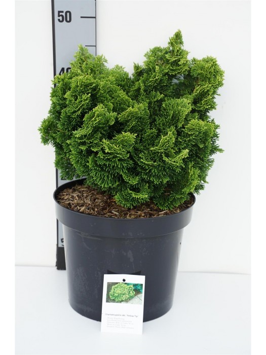 Puskiparisis bukasis (Lot Chamaecyparis o.) 'Yellowtip' C7,5/P26 30-35 CM-PUSKIPARISIAI-SPYGLIUOČIAI