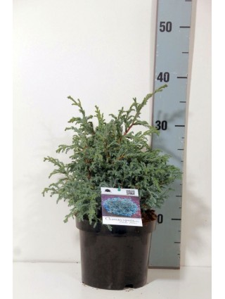 Puskiparisis žirniavaisis (Lot Chamaecyparis p.) 'Baby Blue' C2/P17 20-25 CM-PUSKIPARISIAI-SPYGLIUOČIAI
