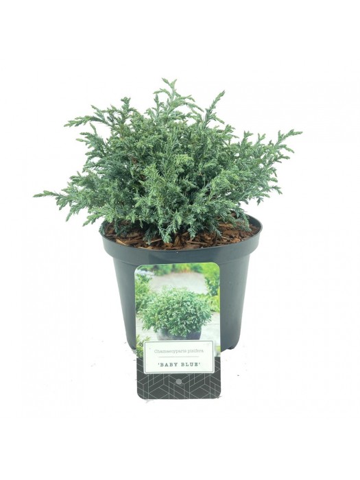 Puskiparisis žirniavaisis (Lot Chamaecyparis p.) 'Baby Blue' C2,5/P18 20-25 CM-PUSKIPARISIAI-SPYGLIUOČIAI