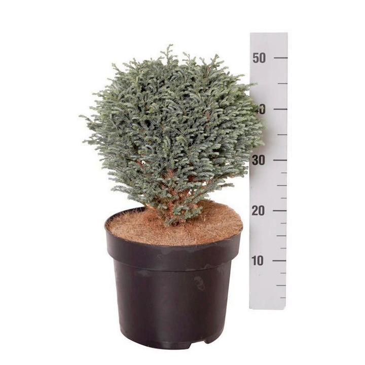 Puskiparisis žirniavaisis (Lot Chamaecyparis p.) 'Blue Moon' C7,5/P26 25-30 CM-PUSKIPARISIAI-SPYGLIUOČIAI