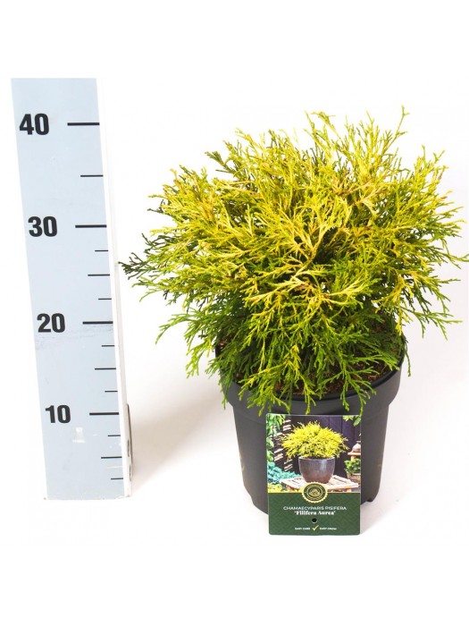 Puskiparisis žirniavaisis (Lot Chamaecyparis p.) 'Filifera Aurea' C2,5/P18 20-25 CM-PUSKIPARISIAI-SPYGLIUOČIAI