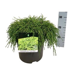 Puskiparisis žirniavaisis (Lot Chamaecyparis p.) 'Filifera Nana' C7,5/P26 30-40 CM - nuotrauka 2