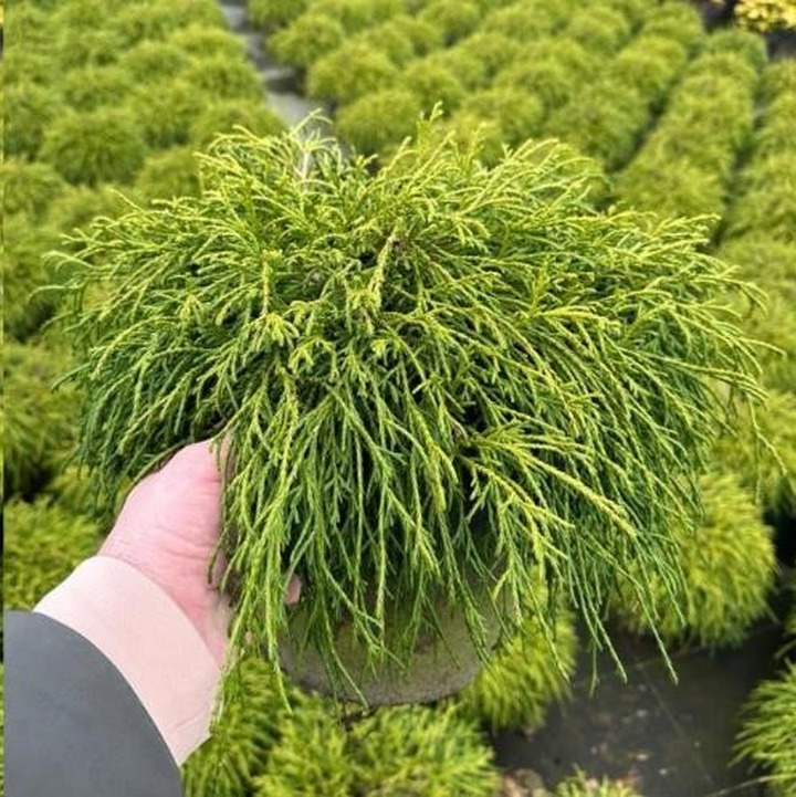 Puskiparisis žirniavaisis (Lot Chamaecyparis p.) 'Filifera Nana' C7,5/P26 30-40 CM-PUSKIPARISIAI-SPYGLIUOČIAI