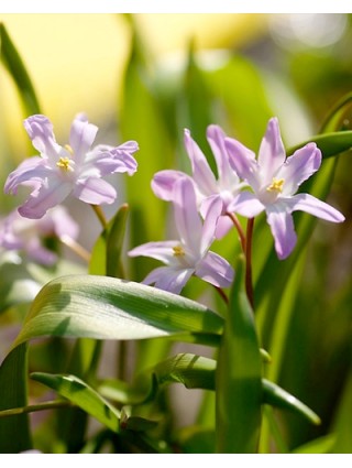 Sniegžydrė (Lot Chionodoxa) 'Pink Giant' SVOGŪNĖLIAI PAKUOTĖ 100 VNT-SNIEGŽYDRĖS-SVOGŪNINĖS GĖLĖS