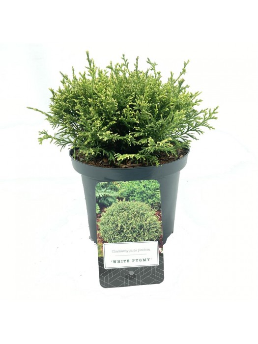 Puskiparisis žirniavaisis (Lot Chamaecyparis p.) 'White Pygmy' C2,5/P18 15-20 CM-PUSKIPARISIAI-SPYGLIUOČIAI