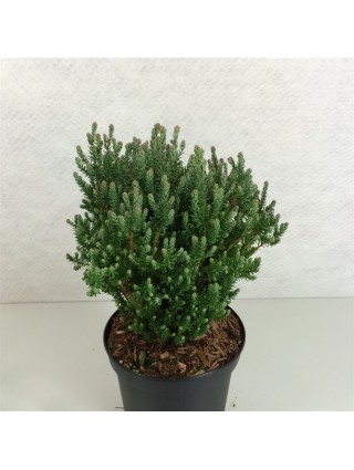 Puskiparisis baltasis (Lot Chamaecyparis t.) 'Blue Rock' C3/P19 20-25 CM-PUSKIPARISIAI-SPYGLIUOČIAI