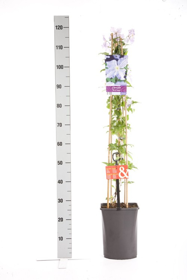 Raganės (Lot Clematis) 'Blue Angel' C5 120 CM 4 ST (SK)-RAGANĖS-VIJOKLINIAI