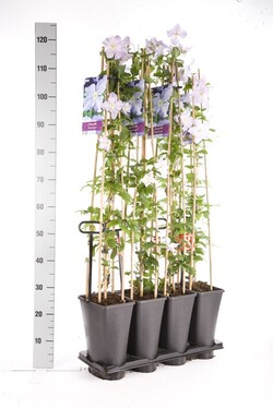 Raganės (Lot Clematis) 'Blue Angel' C5 120 CM 4 ST (SK) - nuotrauka 2