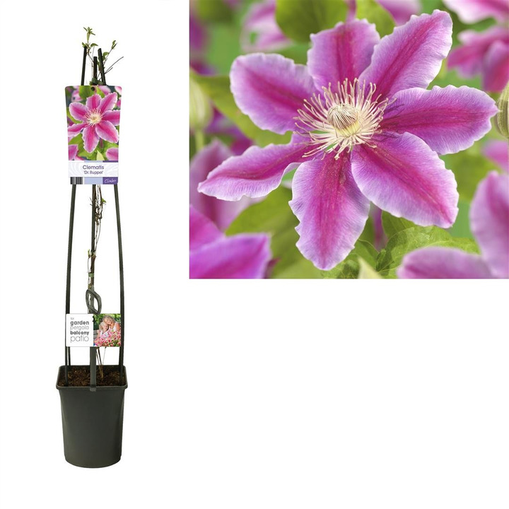 Raganės (Lot Clematis) 'Dr Ruppel' C5 120 CM 4 ST (SK)-RAGANĖS-VIJOKLINIAI