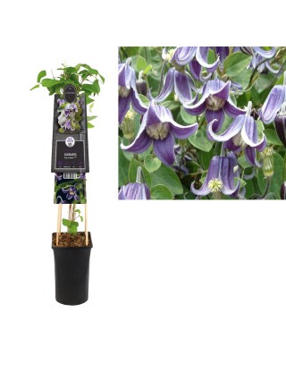 Raganės (Lot Clematis) 'Fascination' C2,5 70 CM 4 ST(SP)-RAGANĖS-VIJOKLINIAI