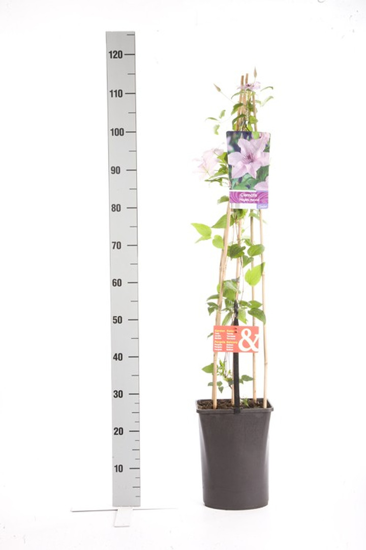 Raganės (Lot Clematis) 'Hagley Hybrid' C5 120 CM 4 ST (SK)-RAGANĖS-VIJOKLINIAI