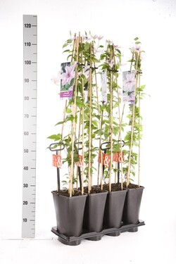 Raganės (Lot Clematis) 'Hagley Hybrid' C5 120 CM 4 ST (SK) - nuotrauka 2