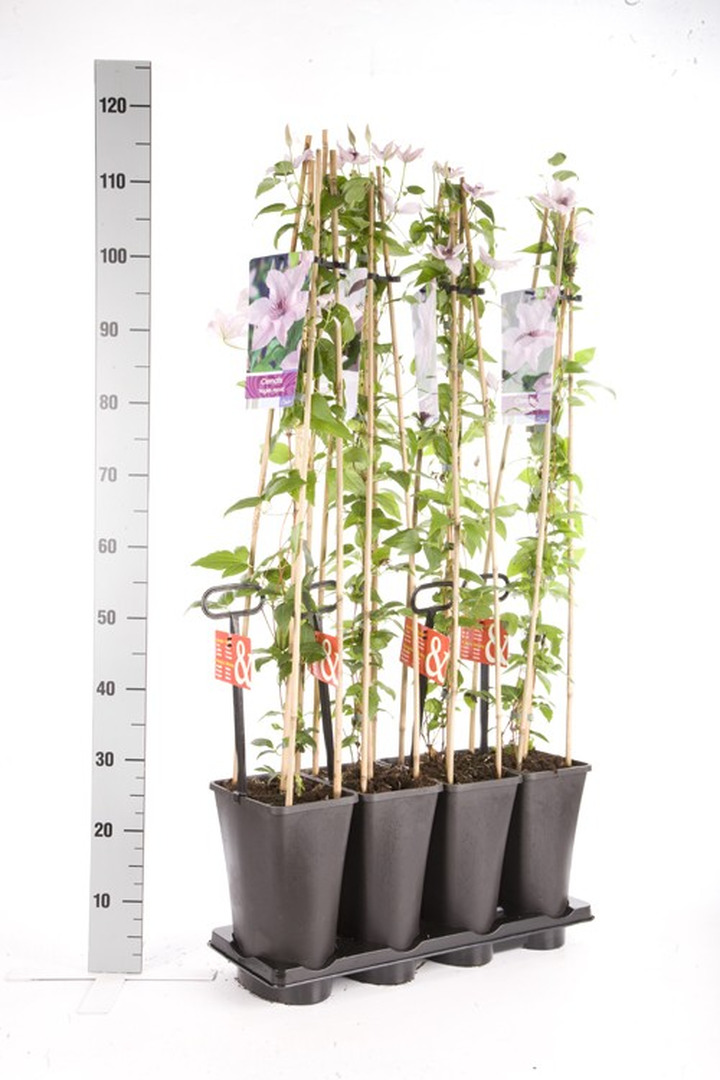 Raganės (Lot Clematis) 'Hagley Hybrid' C5 120 CM 4 ST (SK)-RAGANĖS-VIJOKLINIAI
