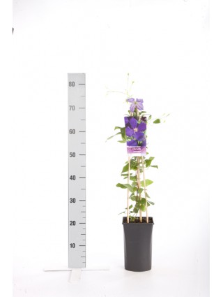 Raganės (Lot Clematis) 'Jackmanii' C2,5 70 CM 4 ST(SP)-RAGANĖS-VIJOKLINIAI