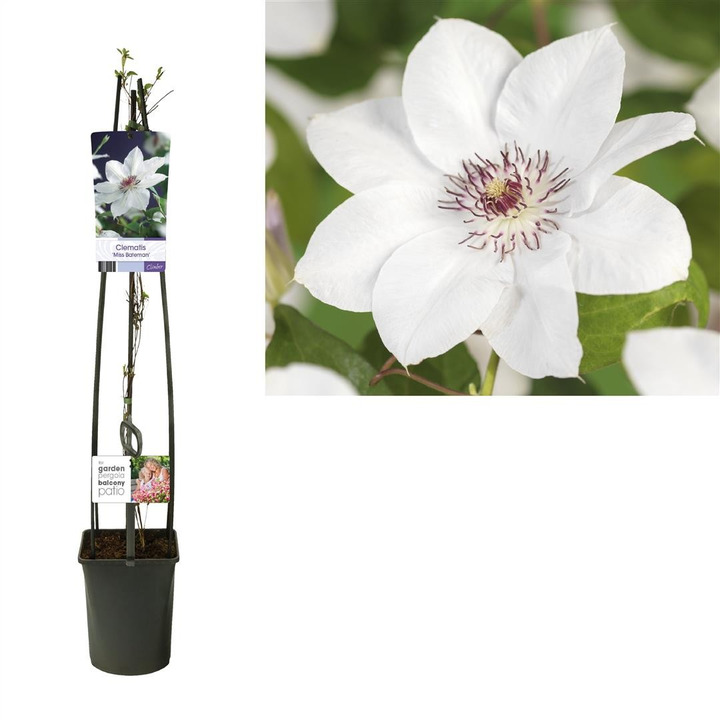 Raganės (Lot Clematis) 'Miss Bateman' C5 120 CM 4 ST (SK)-RAGANĖS-VIJOKLINIAI