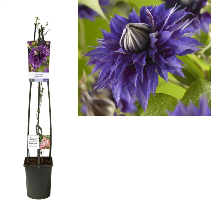Raganės (Lot Clematis) 'Multi Blue' C5 120 CM 4 ST (SK)-RAGANĖS-VIJOKLINIAI