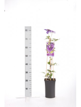 Raganės (Lot Clematis) 'Multi Blue' C2,5 70 CM 4 ST(SP)-RAGANĖS-VIJOKLINIAI