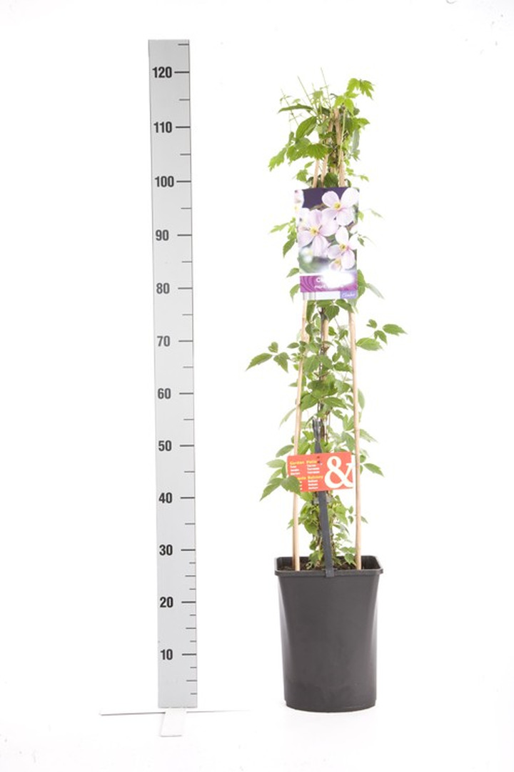 Raganės mont. (Lot Clematis mont.) 'Rubens' C5 120 CM 4 ST (SK)-RAGANĖS-VIJOKLINIAI