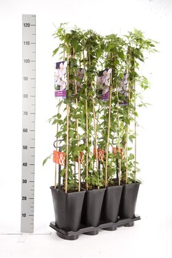 Raganės mont. (Lot Clematis mont.) 'Rubens' C5 120 CM 4 ST (SK) - nuotrauka 2