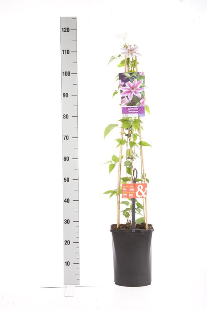 Raganės (Lot Clematis) 'Nelly Moser' C5 120 CM 4 ST (SK)-RAGANĖS-VIJOKLINIAI