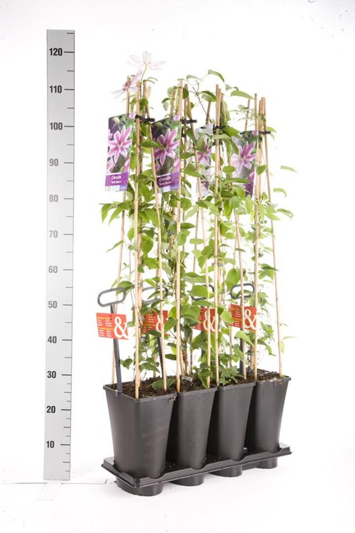 Raganės (Lot Clematis) 'Nelly Moser' C5 120 CM 4 ST (SK)-RAGANĖS-VIJOKLINIAI
