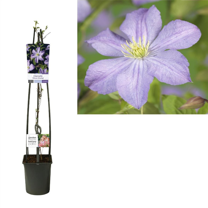 Raganės (Lot Clematis) 'Prince Charles' C5 120 CM 4 ST (SK)-RAGANĖS-VIJOKLINIAI
