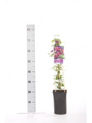 Raganės (Lot Clematis) 'Purpurea Plena Elegans' C2,5 70 CM 4 ST(SP)-RAGANĖS-VIJOKLINIAI