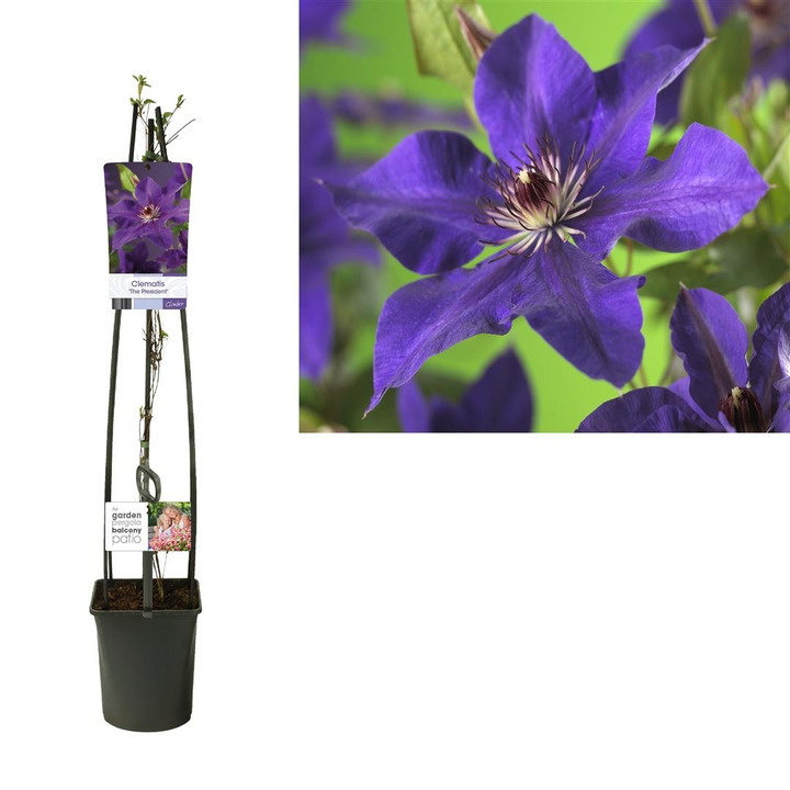 Raganės (Lot Clematis) 'The President' C5 120 CM 4 ST (SK)-RAGANĖS-VIJOKLINIAI