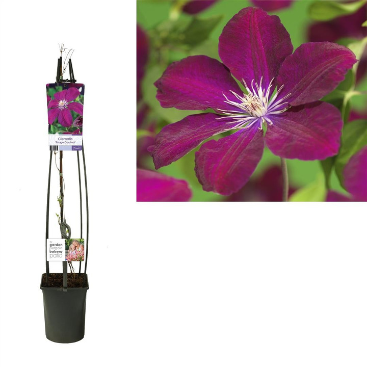 Raganės (Lot Clematis) 'Rouge Cardinal' C5 120 CM 4 ST (SK)-RAGANĖS-VIJOKLINIAI