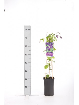 Raganės (Lot Clematis) 'Romantika' C2,5 70 CM 4 ST(SP)-RAGANĖS-VIJOKLINIAI