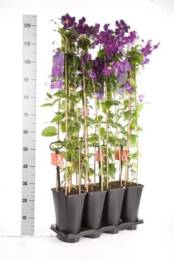 Raganės (Lot Clematis) 'Star of India' C5 120 CM 4 ST (SK) - nuotrauka 2