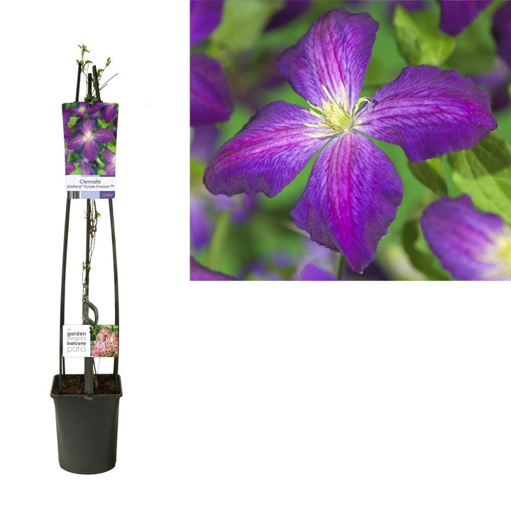 Raganės (Lot Clematis) 'So Many Purple Flowers' C5 120 CM 4 ST (SK)-RAGANĖS-VIJOKLINIAI