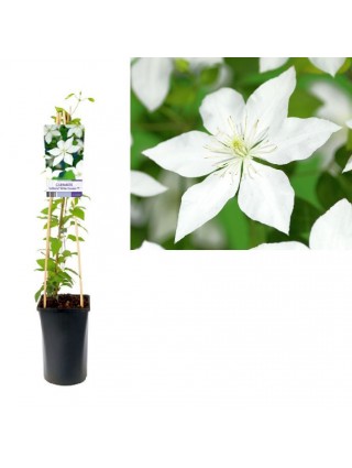 Raganės (Lot Clematis) 'So Many White Flowers' C2,5 70 CM 4 ST(SP)-RAGANĖS-VIJOKLINIAI