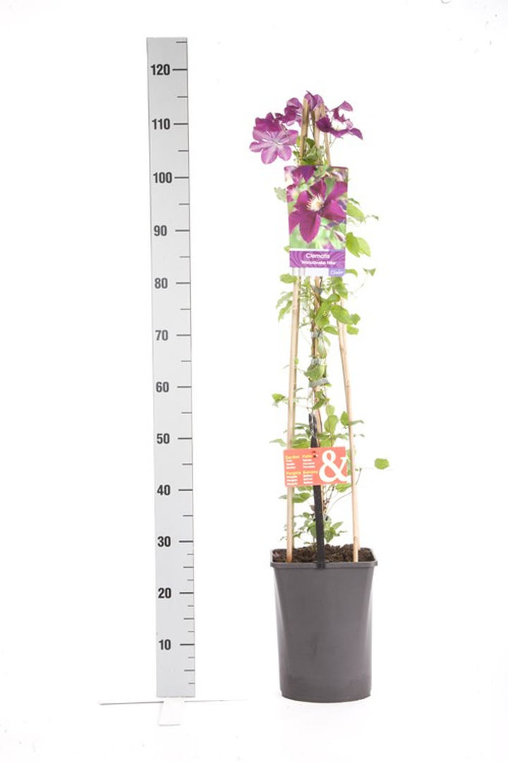 Raganės (Lot Clematis) 'Warszawska Nike' C5 120 CM 4 ST (SK)-RAGANĖS-VIJOKLINIAI