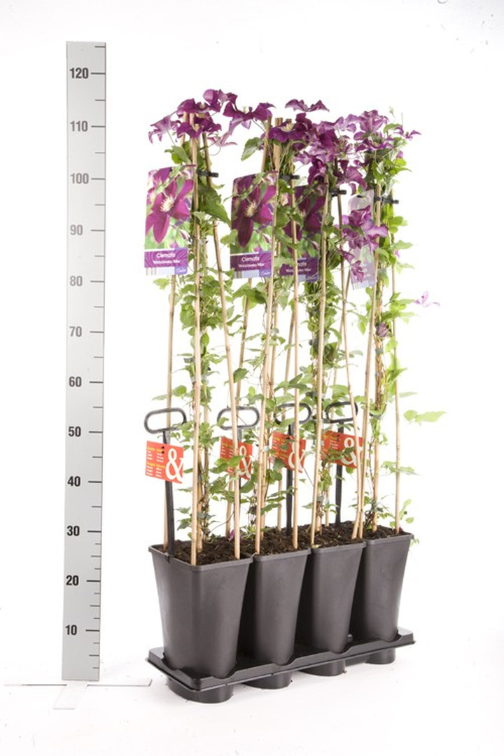 Raganės (Lot Clematis) 'Warszawska Nike' C5 120 CM 4 ST (SK)-RAGANĖS-VIJOKLINIAI