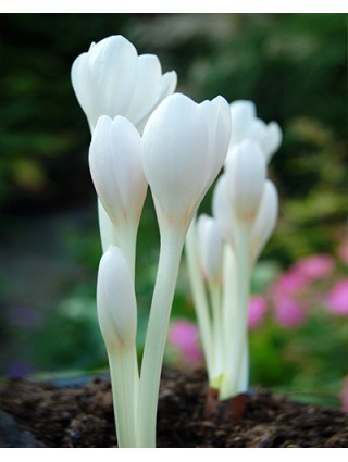 Rudeninis vėlyvis (Lot Colchicum autumnale) 'Album' 13/+-VĖLYVIAI-DAUGIAMETĖS GĖLĖS