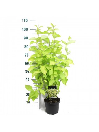 Sedula baltoji (Lot Cornus alba) 'Aurea' C3/P19 50-60 CM-SEDULOS-VAISMEDŽIAI - VAISKRŪMIAI