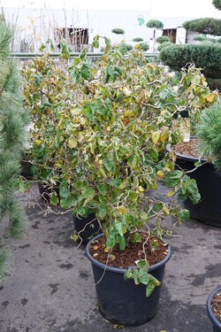Paprastasis lazdynas (Lot Corylus a.) 'Contorta' C50 100-125CM - nuotrauka 2