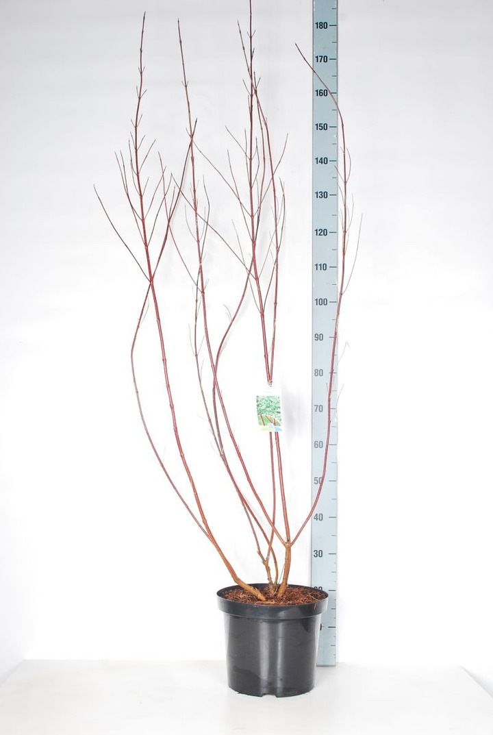 Sedula baltoji (Lot Cornus alba) 'Elegantissima' C10 100-125 CM-SEDULOS-VAISMEDŽIAI - VAISKRŪMIAI