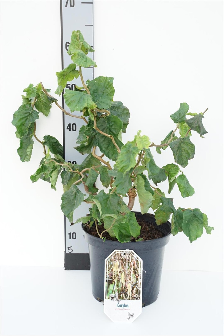 Paprastasis lazdynas (Lot Corylus a.) 'Medusa' C5/P23 40/+ CM-LAZDYNAI-MEDŽIAI