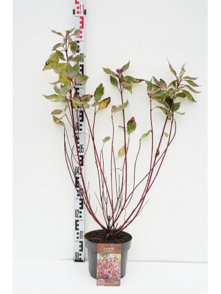 Sedula baltoji (Lot Cornus alba) 'Miracle' C4/P21 60-80 CM-SEDULOS-VAISMEDŽIAI - VAISKRŪMIAI