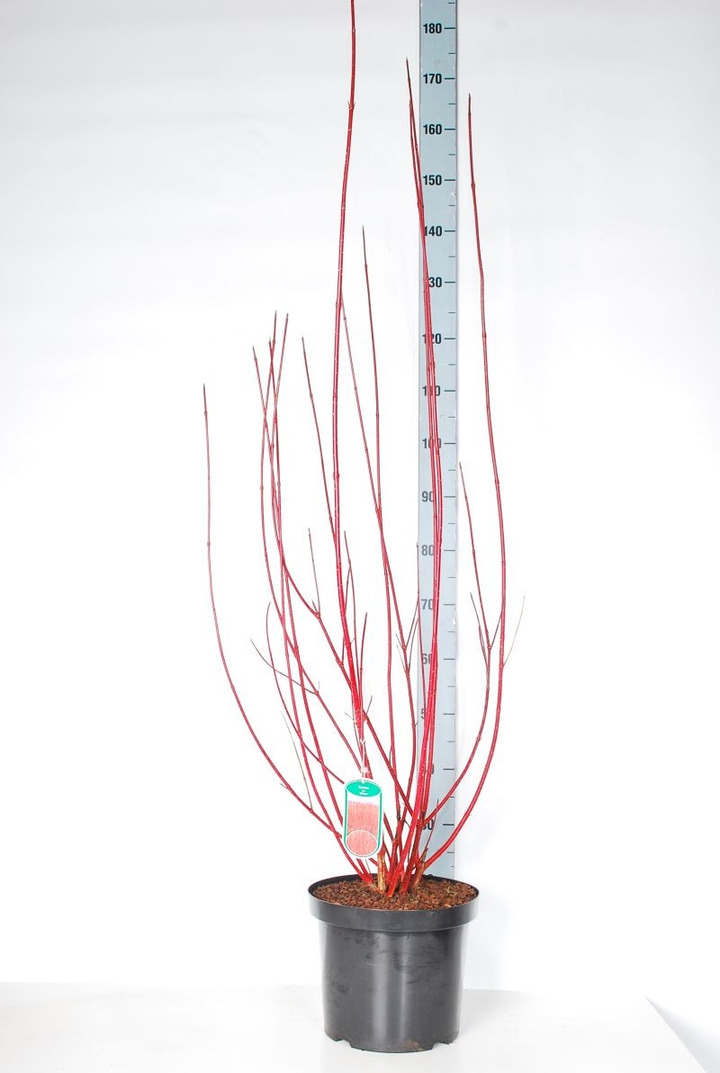 Sedula baltoji (Lot Cornus alba) 'Sibirica' C10 100-125 CM-SEDULOS-VAISMEDŽIAI - VAISKRŪMIAI
