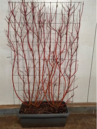 Sedula baltoji (Lot Cornus alba) 'Sibirica' C90 SCREEN 180 CM (H) x 120 CM (W)-SEDULOS-VAISMEDŽIAI - VAISKRŪMIAI